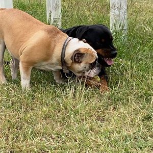 Meet your Posher, Suzie